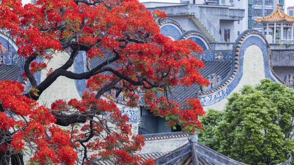 Scenery of flamboyant tree in Guangzhou