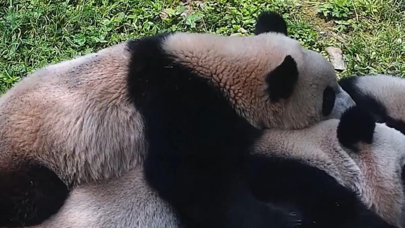 Heartwarming footage offers glimpses into close bond between panda mom, cubs