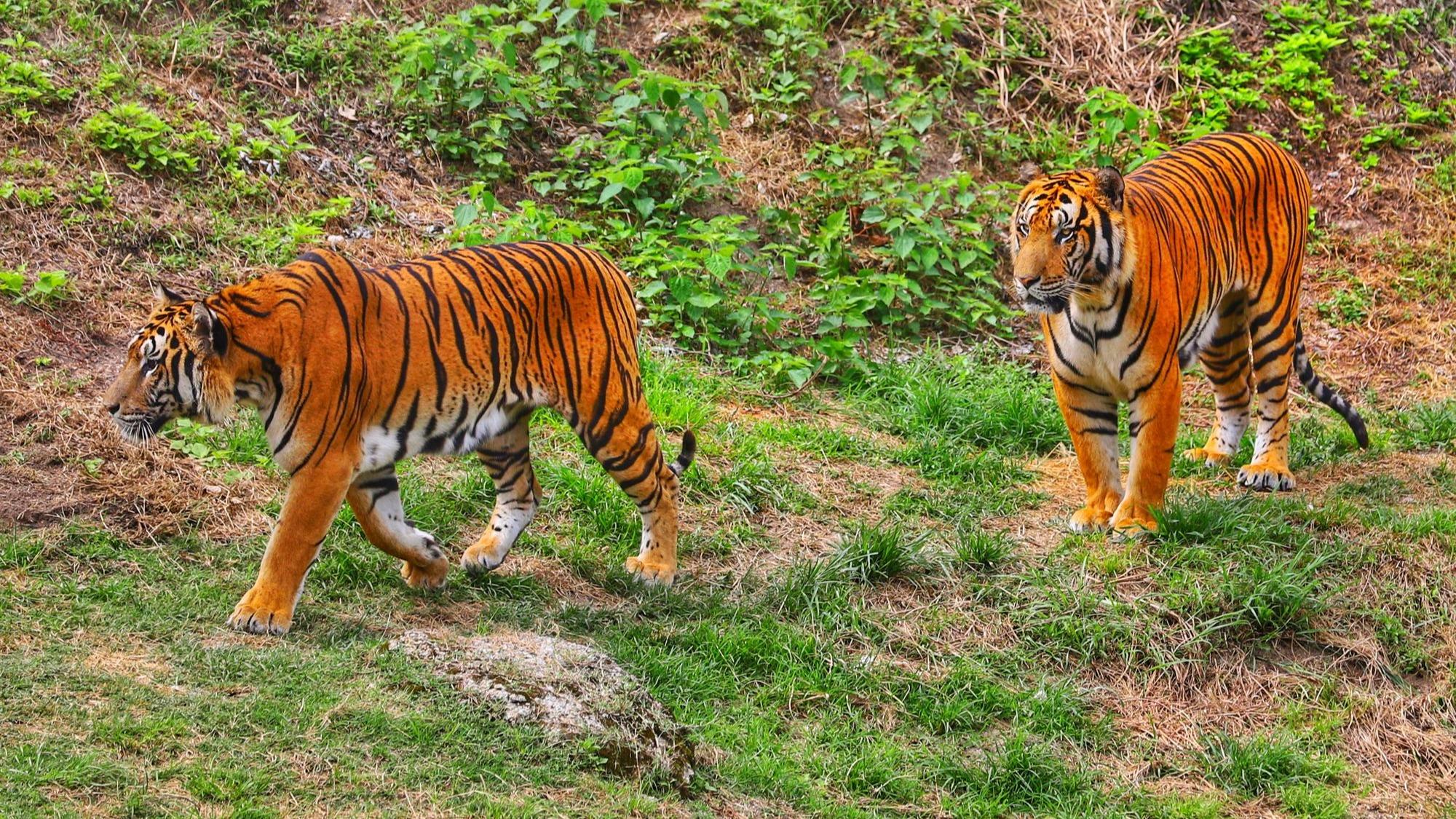 Tourists enjoy observing endangered South China Tigers in Fujian