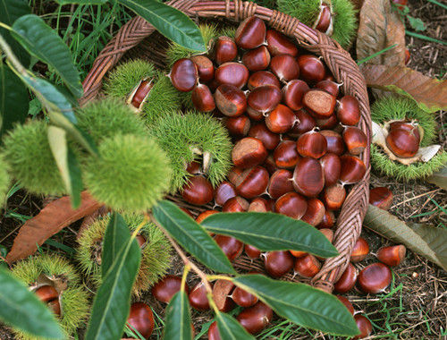 小清新vs重口味 桂林阳朔自由行攻略