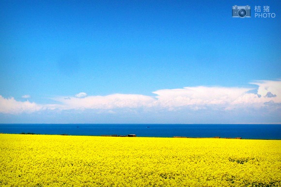 青海湖 寻找最美的油菜花海感受最纯粹的蓝天(组图)