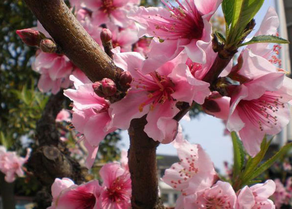 2013年上海南汇新场古镇桃源游玩攻略