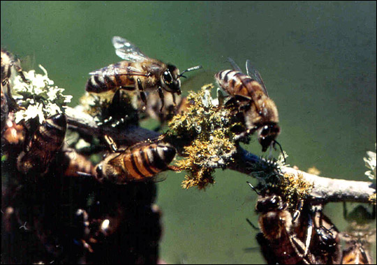 刚果盆地 神秘雨林风光