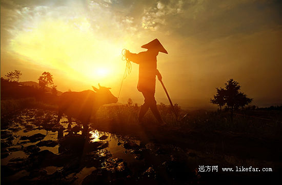  诗意紫鹊界，绵延二千年的秦人梯田 作者：佚名