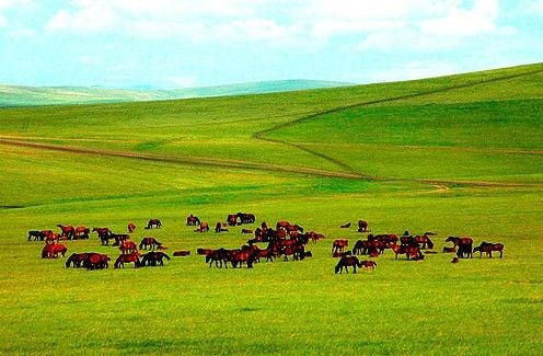 我和草原有个约定 五大草原避暑忙_旅游台_央视网