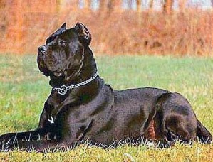 小型犬有哪哈希娱乐- 哈希游戏平台- 哈希游戏官方网站些品种小型犬品种大全