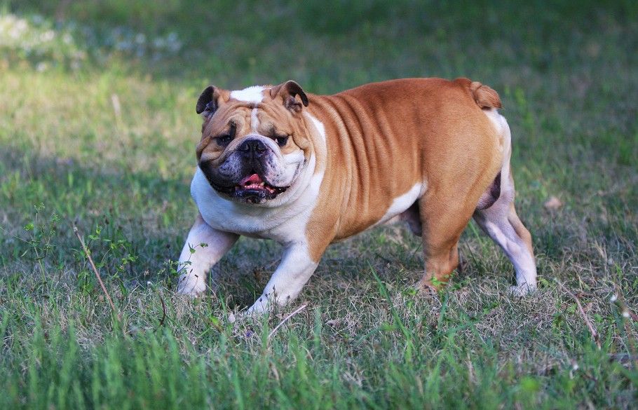 盘点咬人致死致伤的恶狗种类 受害者多为老人和小孩_新闻频道_央视网