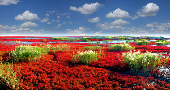 第六届中国·盘锦国际湿地旅游周将于九月举行