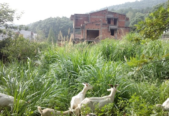 一栋废弃的别墅成了养蜂厂（央广网记者 吴喆华 摄）
