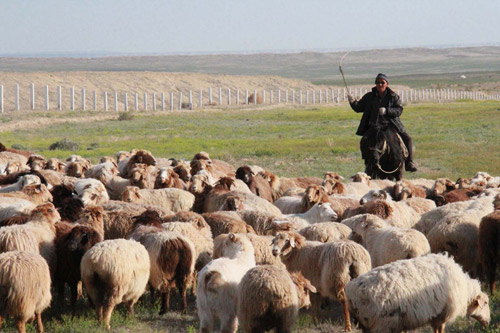 哈萨克族牧工哈拉玛斯别克赶着羊儿奔小康