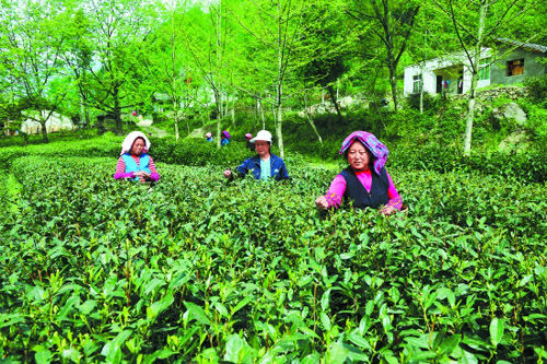 感受碧口茶韵幽香 邂逅甘肃最美小镇