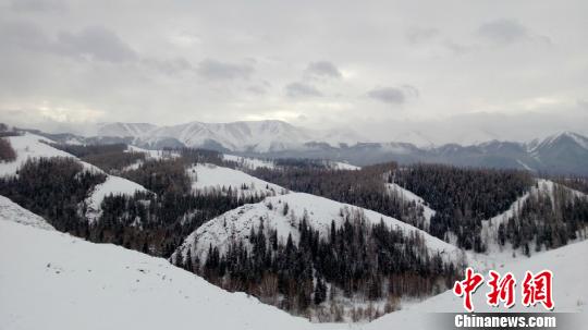 喀纳斯变冰雪世界草原山脉被白雪完全覆盖(图)
