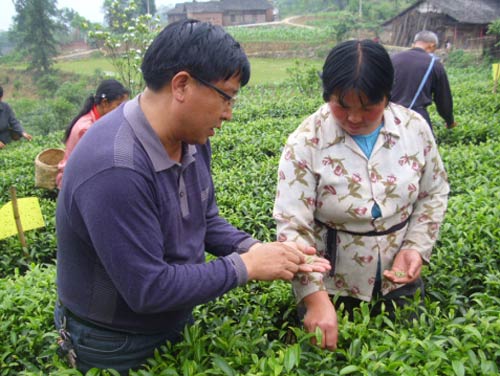 王庸荣（左）指导村民采茶