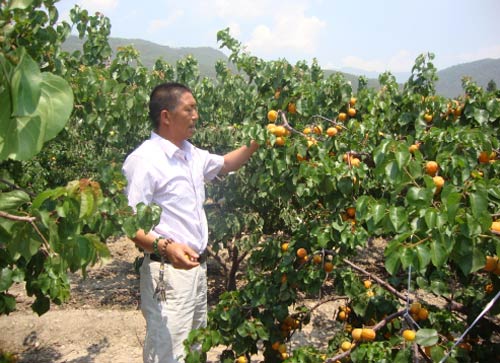 蒋成军为村民示范讲解甜杏种植技术