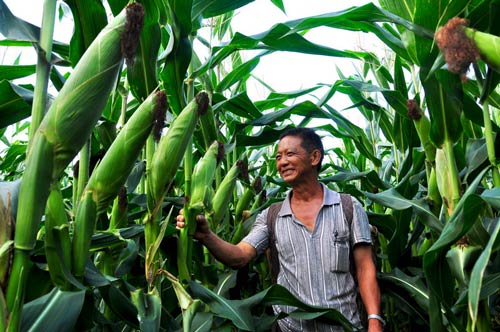 如此丰产的玉米，农民心里充满喜悦。