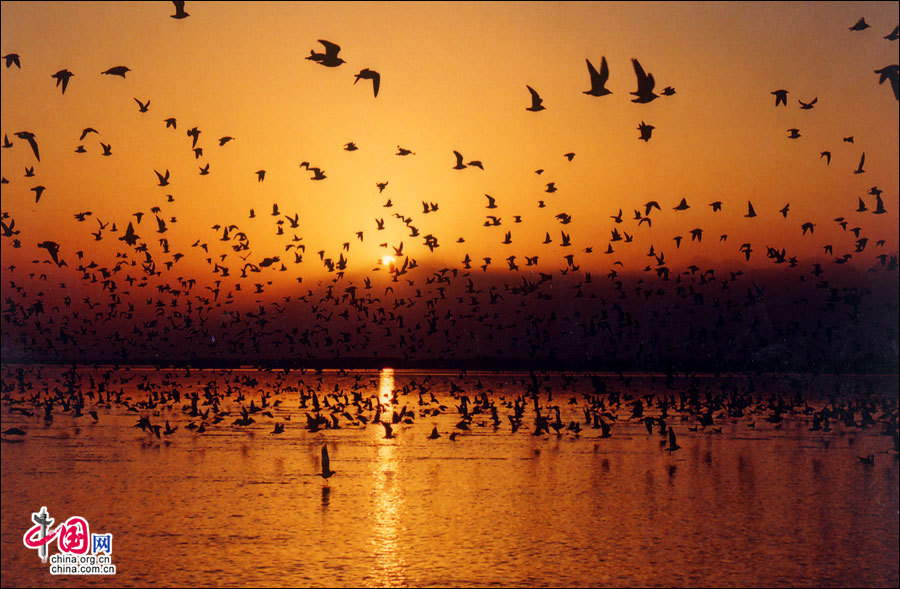 地理中国:宁夏沙湖 中国最佳的观鸟胜地