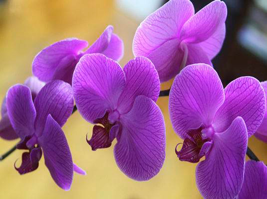 Shanghai International Orchid Show to open - CCTV News - CCTV.com English