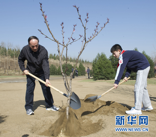 这是王岐山在植树。新华社记者 黄敬文 摄