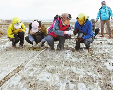 　　4月21日，和布克赛尔蒙古自治县查干库勒乡伊克库热村住村工作组给当地村民教授杨树苗种植技术。记者 谢龙 摄