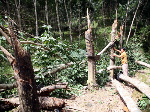 La Chine aide ses voisins à protéger les forêts du Mékong