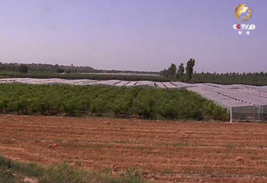 宅男一亩二分地_春大棚西瓜一亩地收入