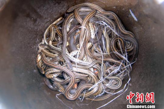 被抓到的蛇聚成一堆 苍雁 摄 中新网吉林7月3日电 (记者 苍雁)7月3日早,吉林市一居民区的楼道里突然冒出百余条蛇,目前相关部门已经介入调查。 3日清早,吉林市船营区长春路街道繁荣社区所辖的157号楼道里,突然有大量蛇出没。楼前,居民们手拿着塑料编织袋,四处观望着,准备捕蛇。 记者看到,散落在居民区的蛇多是花色条纹,约半米长。有的“潜伏”在小区的花坛中,不好辨认。 “我们已经抓了很多条了,袋子里都是蛇。”居民胡女士告诉记者,一些胆子大
