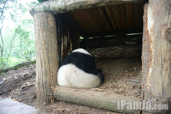 大熊猫“张卡”在木棚中产仔