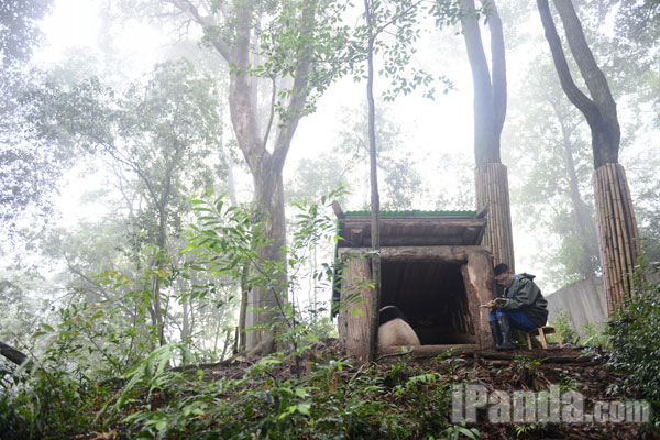 大熊猫“张卡”在木棚中产仔