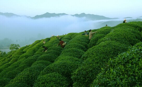 尊贵与品质完美结合 品鉴茶中帝王玉壶香_品鉴