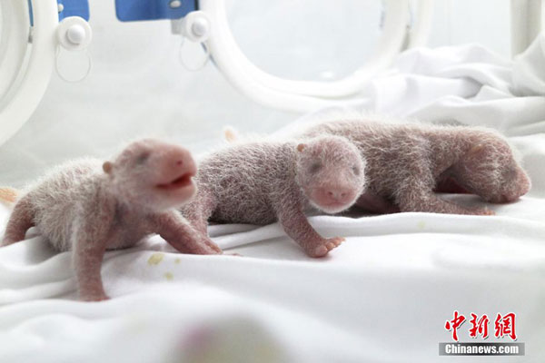 Zoológico revela trillizos de panda nacidos hace dos semanas