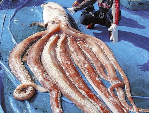 日本渔民捕获7.6米长巨型鱿鱼将用于展览（图）