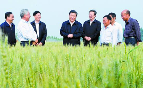 2014年5月9日，习近平在河南考察时，在尉氏县张市镇高标准粮田察看小麦长势。
