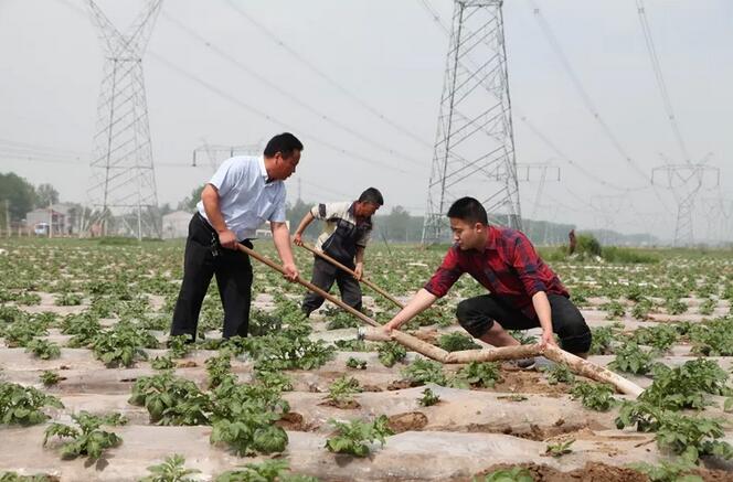 党员干部帮助农户为土豆浇水