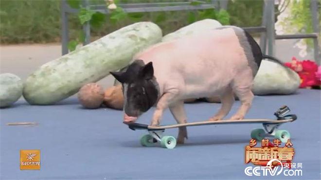 1、这只小猪要火！滑板、踢球，样样行？