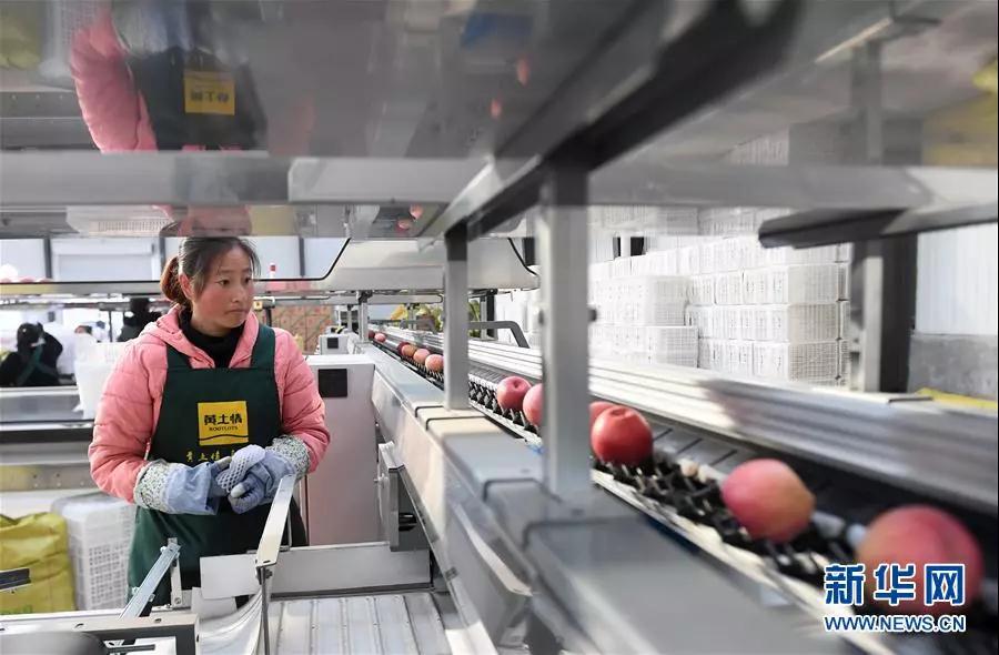 在陕西延安宝塔区一果业公司车间，工作人员等待苹果分选后装箱（2018年11月12日摄）。新华社记者 刘潇 摄