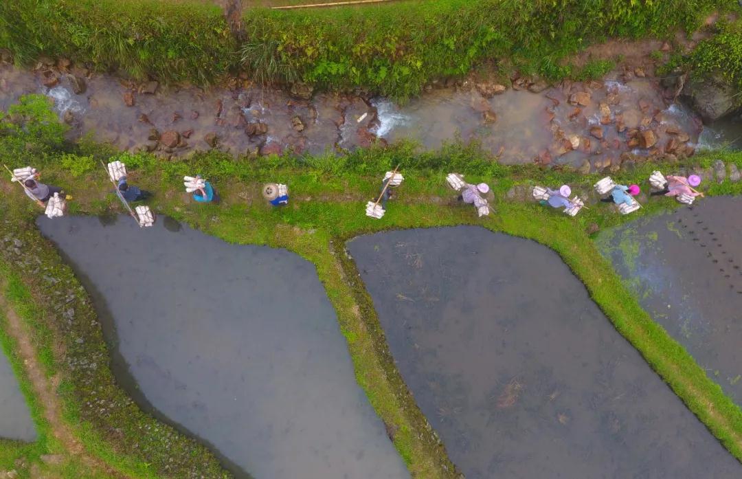 ↑在融水苗族自治县杆洞乡高显村，村干部和群众将菌棒搬进木耳种植基地（4月27日无人机拍摄）。