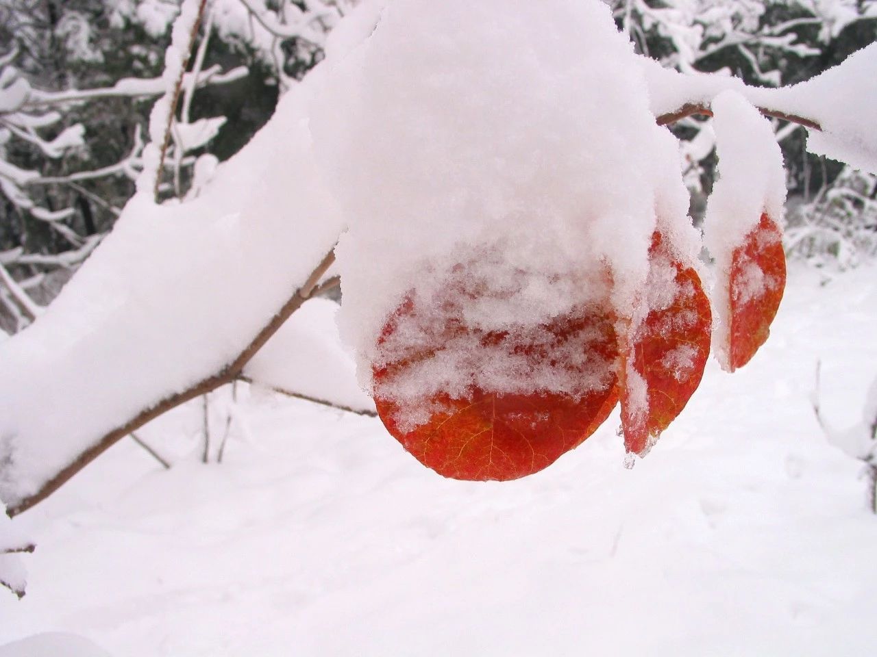 大雪，岁寒灯益暖，守望夜归人（图17）