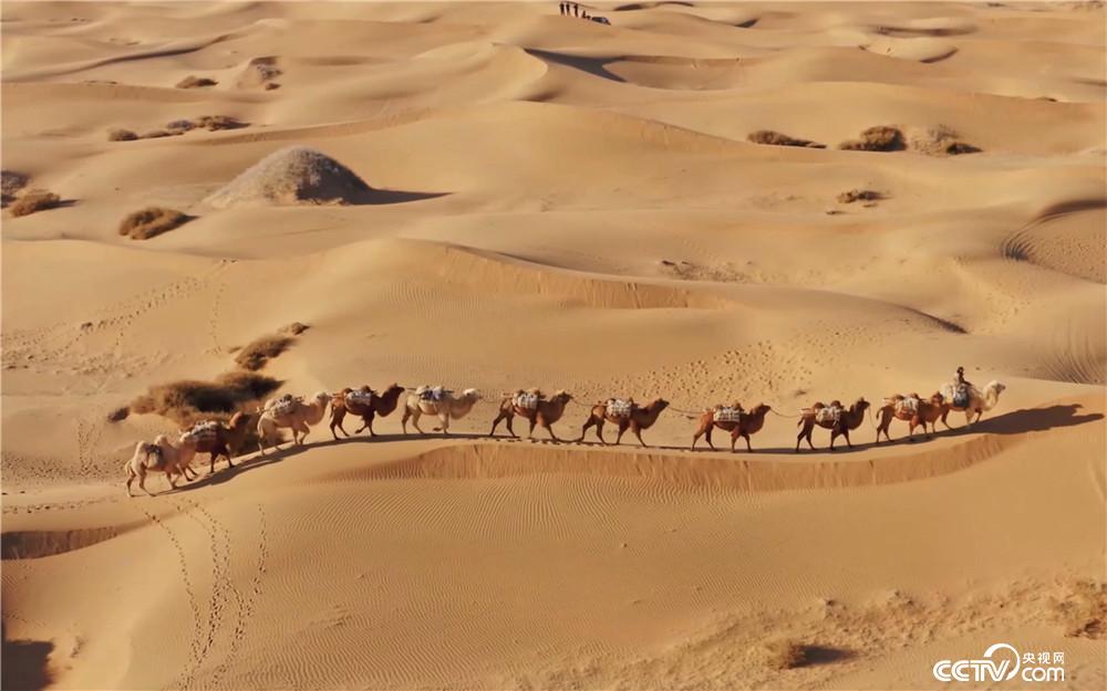 驼队在沙漠中行走