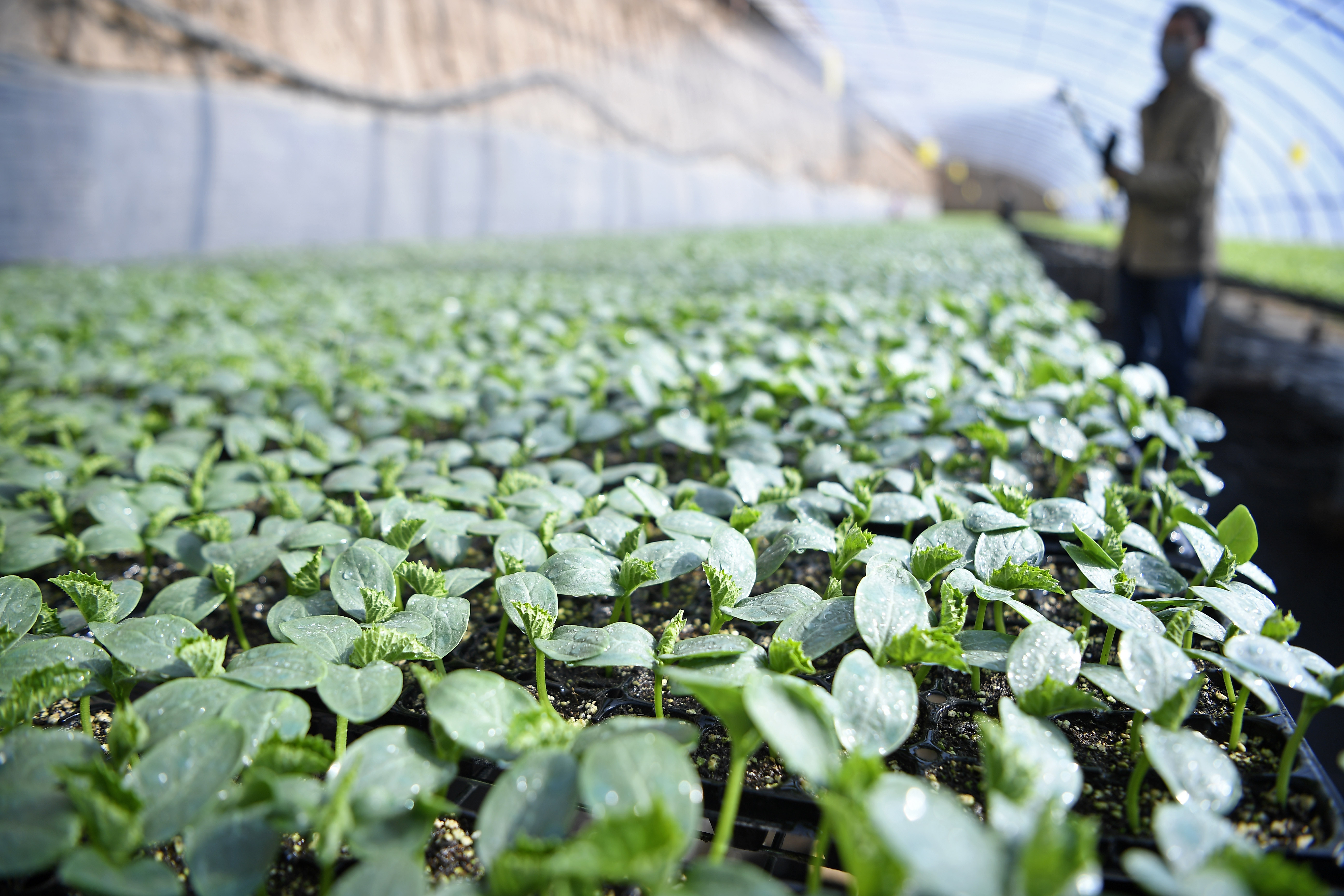 农户在宁夏银川市贺兰县新平现代农业示范园区蔬菜育苗大棚为黄瓜幼苗浇水（2020年2月22日摄） 。