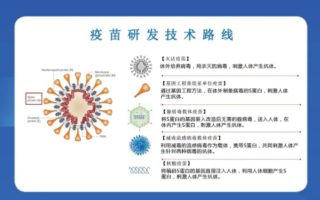 『路线』五条路线稳步推进，部分疫苗有望4月份进入临床