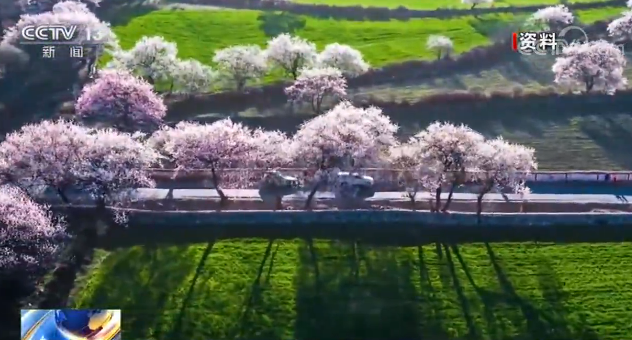 茶产业结合乡村旅游 多举措促增收