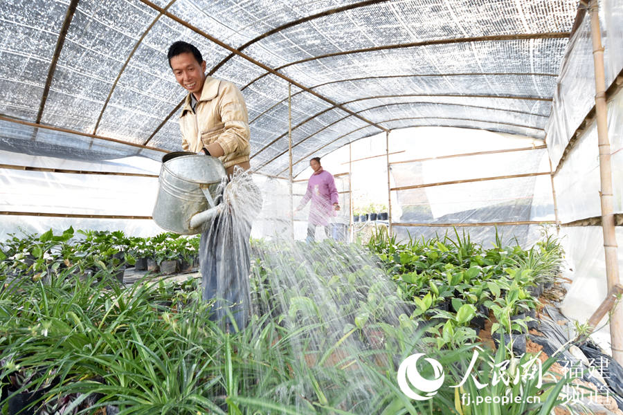 「福建」福建德化：复工复产、脱贫攻坚两不误 扶贫花结出“幸福果”