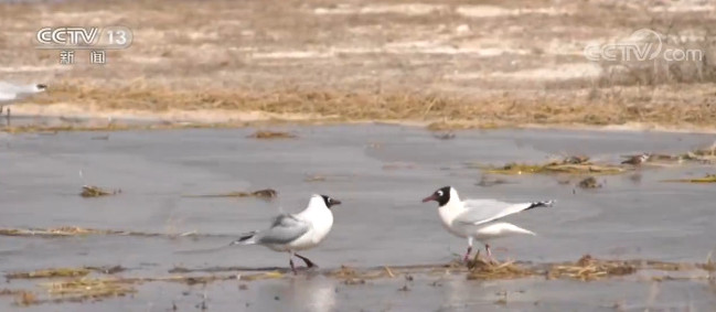 内蒙古▲内蒙古鄂尔多斯遗鸥保护区迎来近两千只遗鸥