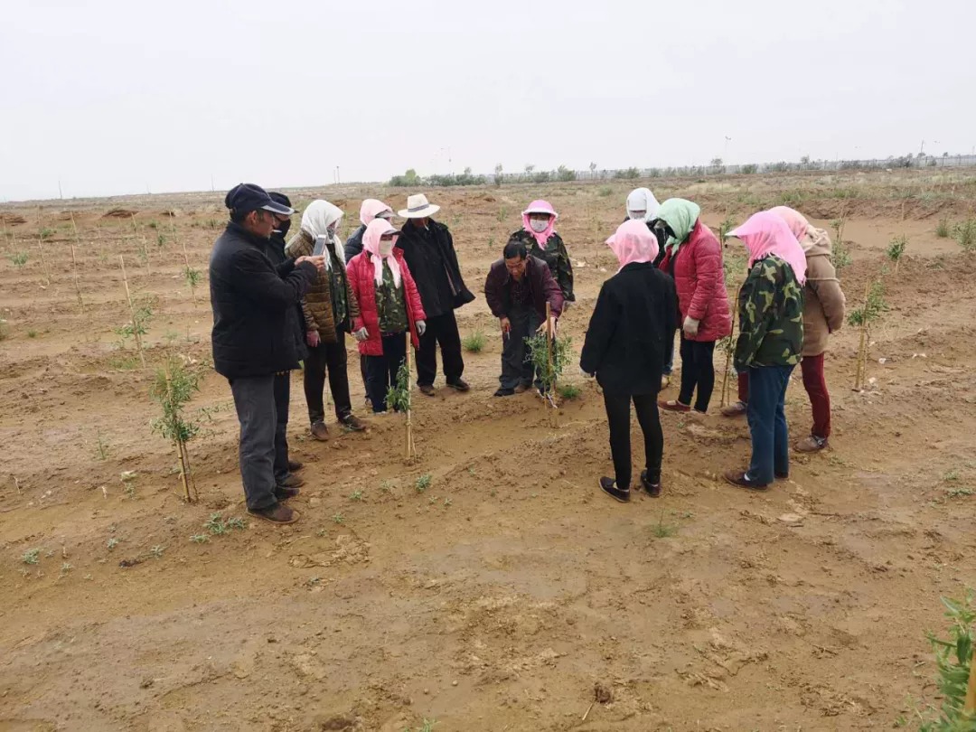 中国化工邀请农技专家在田间地头指导农户种植枸杞