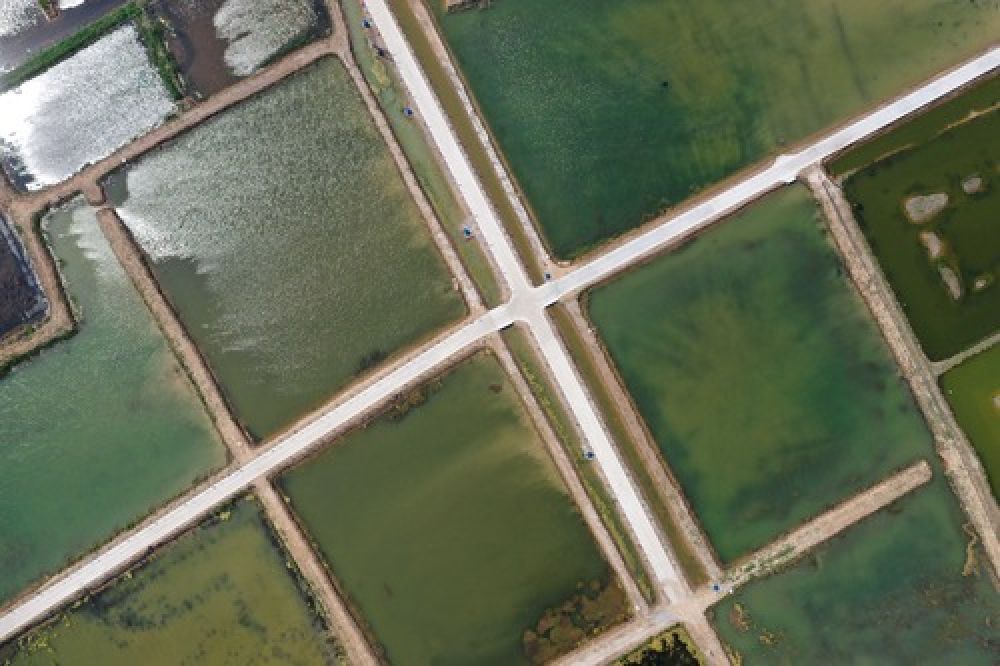 白腹美洼地里养出“白腹美”——河南范县小龙虾养殖见闻