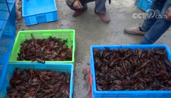 小龙虾你爱吃的小龙虾，这里的收购价几近“腰斩”！夜市老板却“亏”了？有人一天少挣近2000元