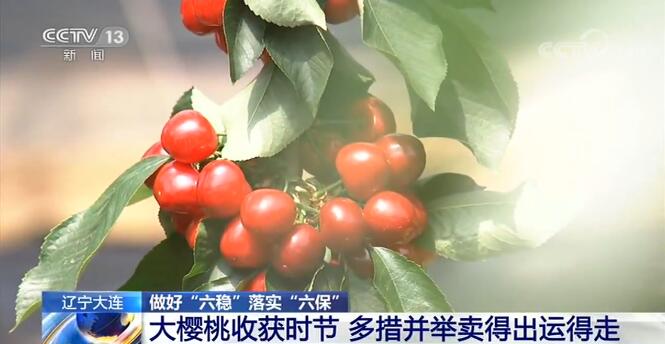 宗绪和介绍：辽宁大连今年多措并举助力樱桃种植户稳定增收