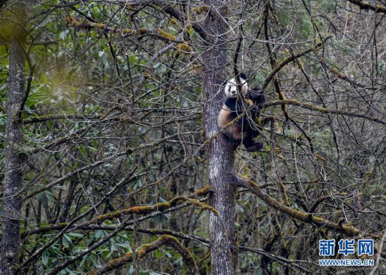 在保护区天台山区域，一只参与野化训练的大熊猫幼崽在树梢上。4月11日新华社记者张超群摄