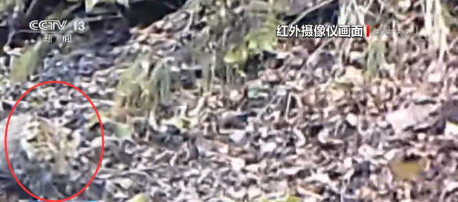 陕西延安|陕西延安拍摄到野生华北豹携幼崽珍贵影像