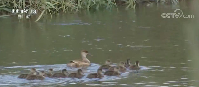 内蒙古|内蒙古南海子湿地自然保护区候鸟育雏忙